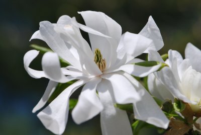 Magnolia stellata - šácholan hvězdovitý - květ (detail)